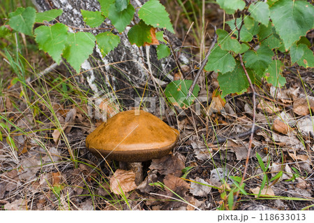 Blocked wild mushrooms on a green meadow 118633013