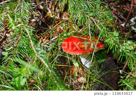 Blocked wild mushrooms on a green meadow 118633017