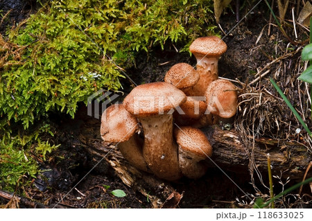 Blocked wild mushrooms on a green meadow 118633025