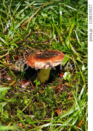 Blocked wild mushrooms on a green meadow 118633027