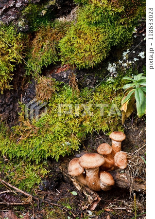 Blocked wild mushrooms on a green meadow 118633028