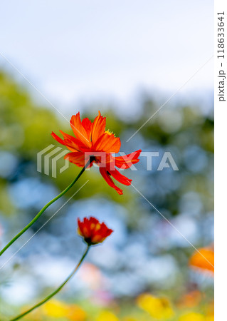 赤いコスモス 赤いコスモス 118633641