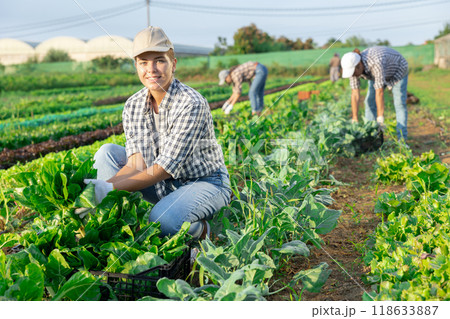 Young woman harvesting chard in field 118633887