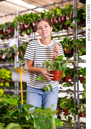 Positive girl choosing potted epipremnum aureum in gardening store Positive girl choosing potted epipremnum aureum in gardening store 118633935