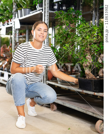 Girl customer-onlooker curiously examines showcase exhibition with indoor evergreens ficus gingein. 118633982