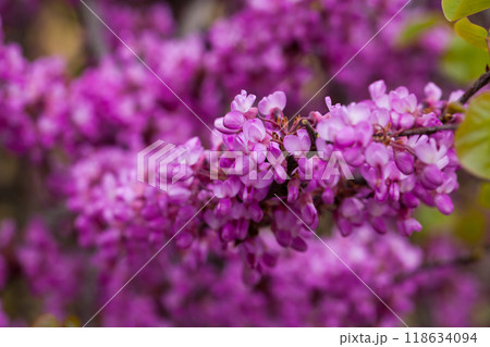 Close up of flowering Judas tree 118634094