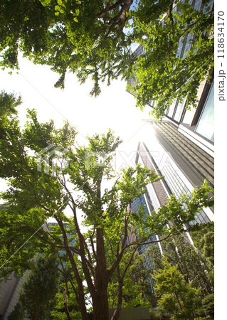 緑のあるオフィス街の風景 118634170