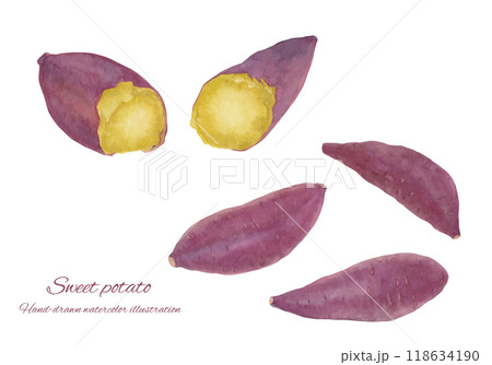 水彩で描いたさつまいものベクターイラストセット 水彩で描いたさつまいものベクターイラストセット 118634190