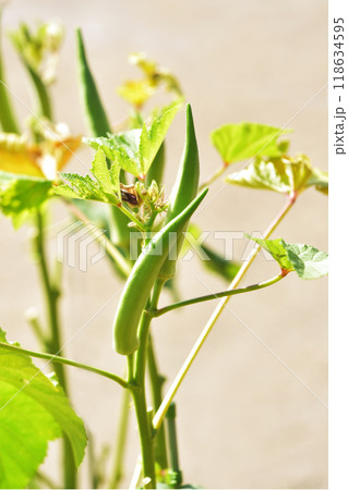 オクラの実　健康野菜　夏の野菜　オクラの栽培　 118634595