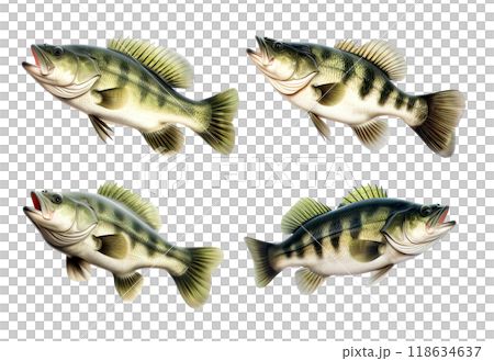 Four largemouth bass fish depicted in a realistic style, showcasing their different swimming poses and aggressive demeanor. Fish, Food, Underwater animals. 118634637