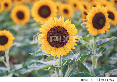 ひまわりの花 ひまわりの花 118634753