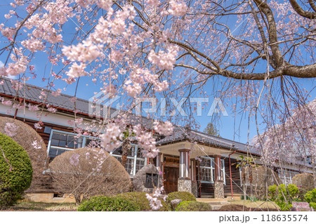 長野県飯田市　杵原学校の満開のしだれ桜 118635574
