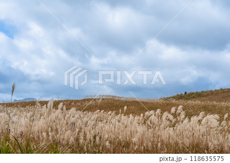 奈良県宇陀郡曽爾村にある秋の曽爾高原に生えるすすきの穂 奈良県宇陀郡曽爾村にある秋の曽爾高原に生えるすすきの穂 118635575