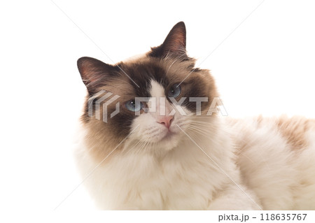 Portrait of purebred Ragdoll cat, isolated on white background 118635767