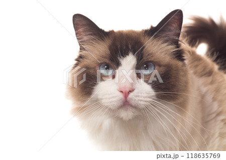 Portrait of purebred Ragdoll cat, isolated on white background 118635769