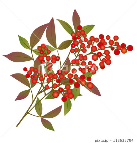 南天　イラスト 118635794