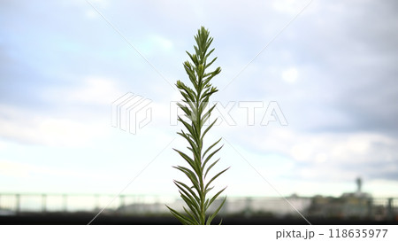 高く伸びた一本の雑草 高く伸びた一本の雑草 118635977