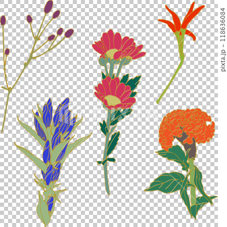 Autumn flower illustration set, color, gold line 118636084
