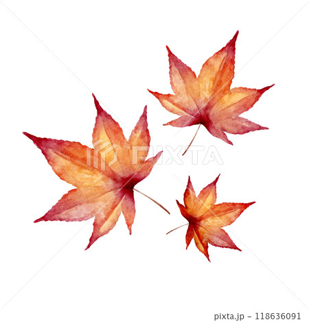 紅葉 秋　挿絵　水彩 イラスト 118636091