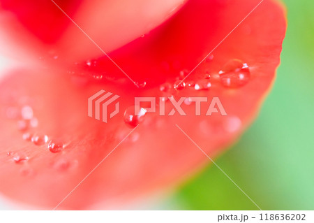 雨に濡れた赤いチューリップの花 雨に濡れた赤いチューリップの花 118636202