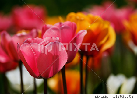 色鮮やかで綺麗なチューリップの花 118636308
