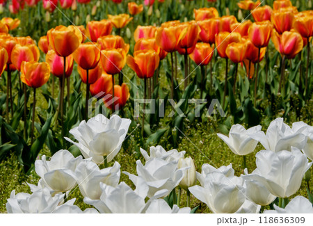 色鮮やかで綺麗なチューリップの花 118636309