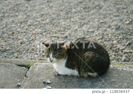 ねこ ねこ 118636437