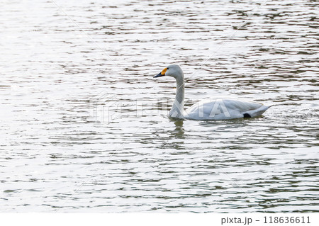 拳湖に見る一羽の白鳥 118636611