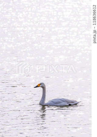 拳湖に見る一羽の白鳥 118636612