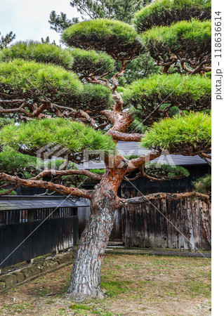 老木の松 老木の松 118636614