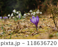 Spring landscape with the first flowers on the foreground in the mountains 118636720