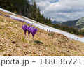 Spring landscape with the first flowers on the foreground in the mountains 118636721