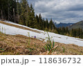 Spring landscape with the first flowers on the foreground in the mountains 118636732