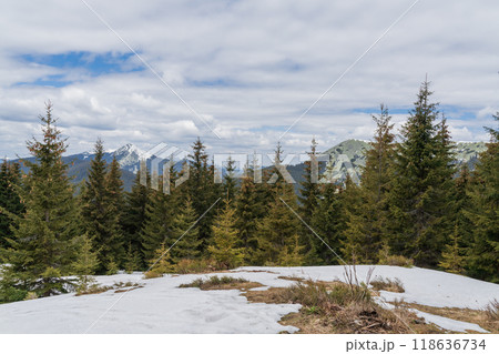 Beautiful spring landscape with pines and snow-covered mountains Beautiful spring landscape with pines and snow-covered mountains 118636734