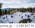 Beautiful spring landscape with snow and saffron flowers 118636736