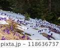 Beautiful spring landscape with snow and saffron flowers 118636737