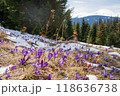 Beautiful spring landscape with snow and saffron flowers 118636738