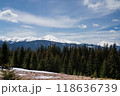 Beautiful spring landscape with snow and saffron flowers 118636739