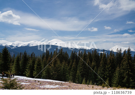 Beautiful spring landscape with snow and saffron flowers Beautiful spring landscape with snow and saffron flowers 118636739