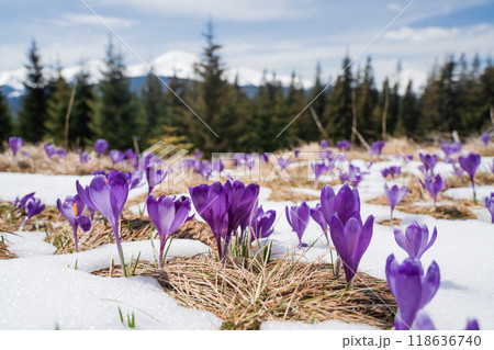 Beautiful spring landscape with snow and saffron flowers Beautiful spring landscape with snow and saffron flowers 118636740