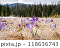 Beautiful spring landscape with snow and saffron flowers 118636743