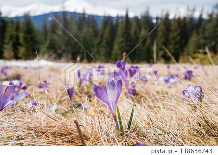 Beautiful spring landscape with snow and saffron flowers 118636743