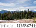 Beautiful spring landscape with snow and saffron flowers 118636744