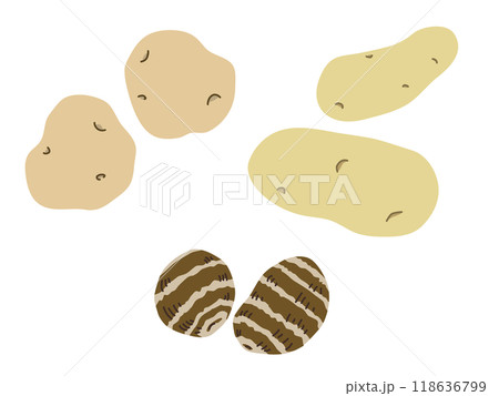 シンプルなじゃがいもと里芋のイラスト フラットテイスト シンプルなじゃがいもと里芋のイラスト フラットテイスト 118636799