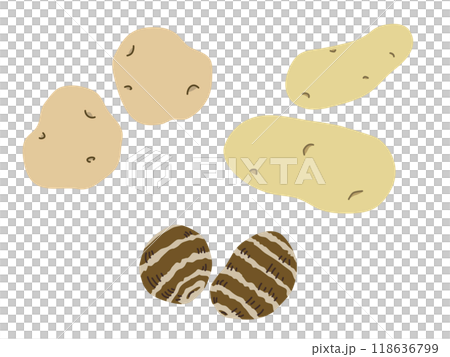 シンプルなじゃがいもと里芋のイラスト フラットテイスト シンプルなじゃがいもと里芋のイラスト フラットテイスト 118636799