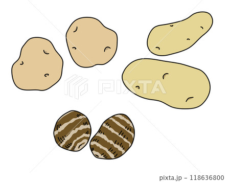 シンプルなじゃがいもと里芋のイラスト 主線あり シンプルなじゃがいもと里芋のイラスト 主線あり 118636800