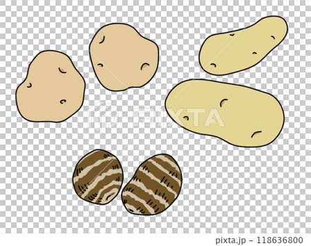 シンプルなじゃがいもと里芋のイラスト 主線あり シンプルなじゃがいもと里芋のイラスト 主線あり 118636800