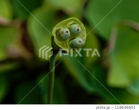 多年生水生植物ハス科ハスの果実 多年生水生植物ハス科ハスの果実 118636801