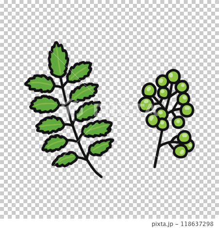 さんしょう 葉 実 さんしょう 葉 実 118637298