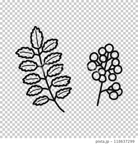 さんしょう 葉 実 線画 さんしょう 葉 実 線画 118637299